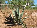 AGAVE